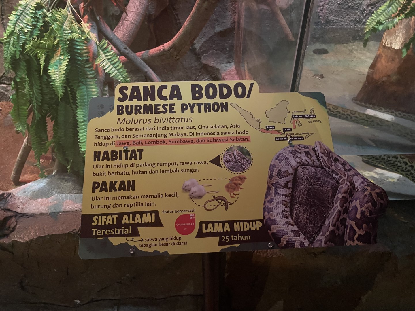 istana reptil - burmese phyton signage