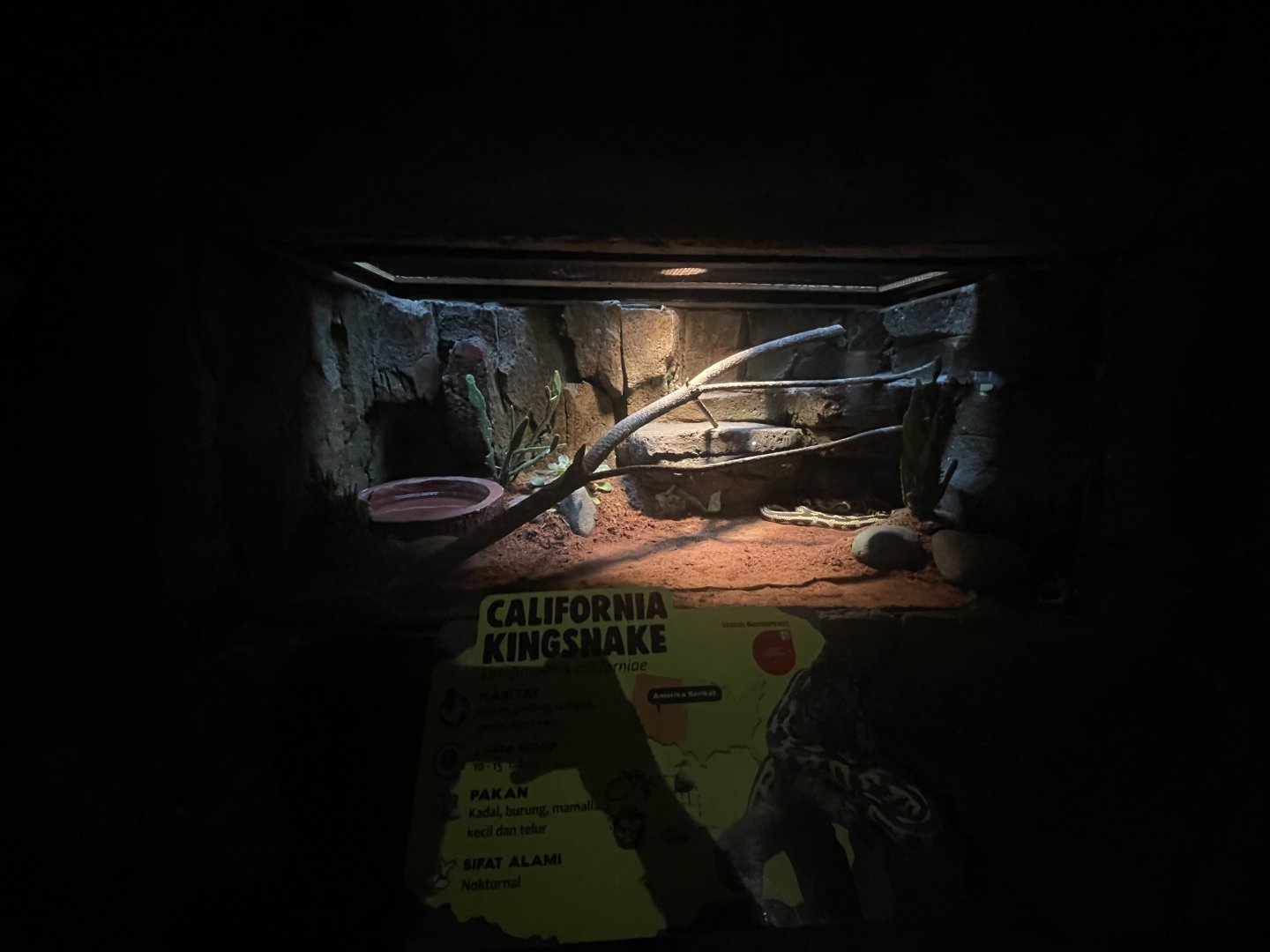 istana reptil - california kingsnake exhibit