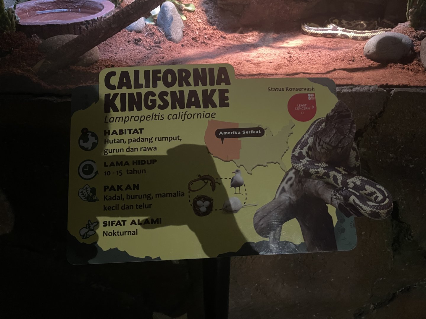 istana reptil - california kingsnake signage