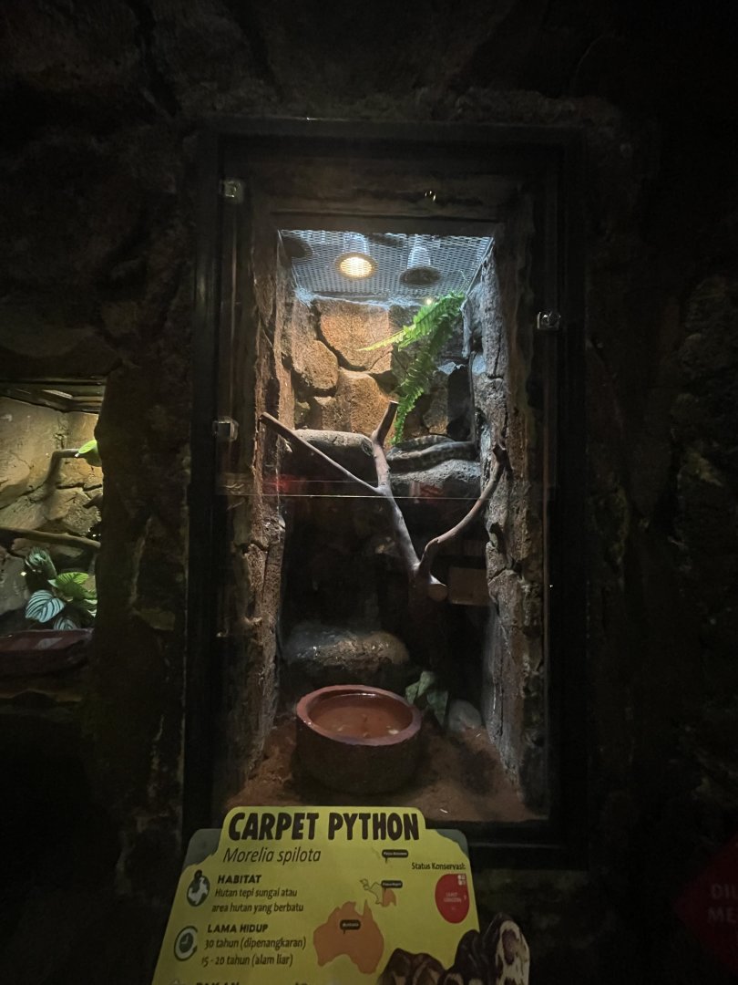 istana reptil - carpet phyton exhibit