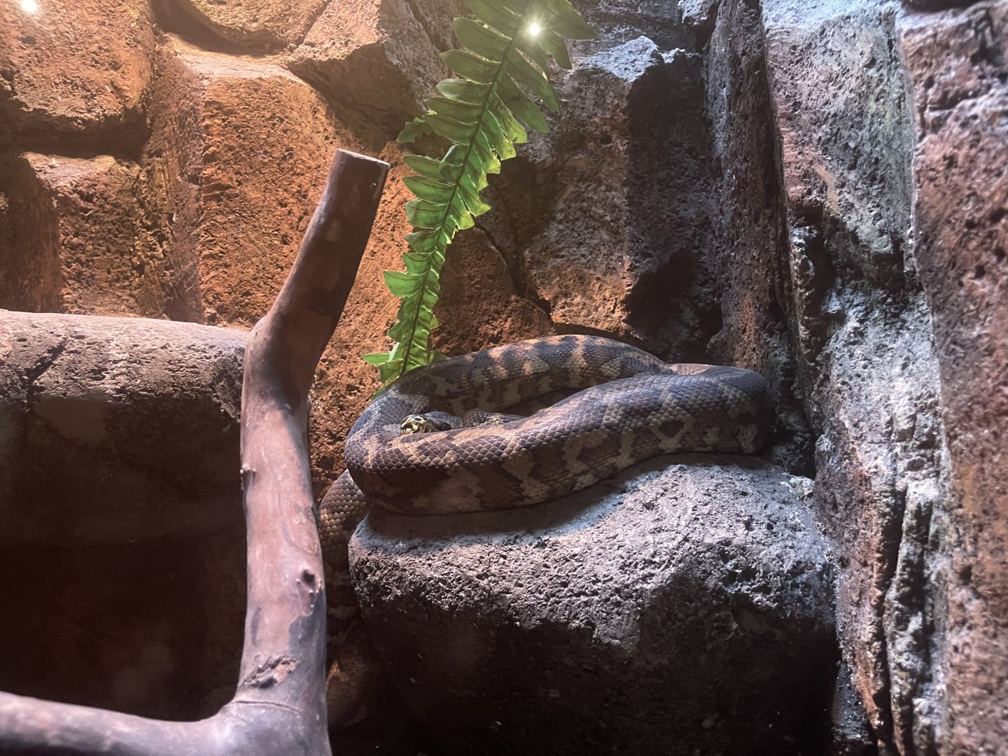 istana reptil - carpet phyton (morelia spilota)