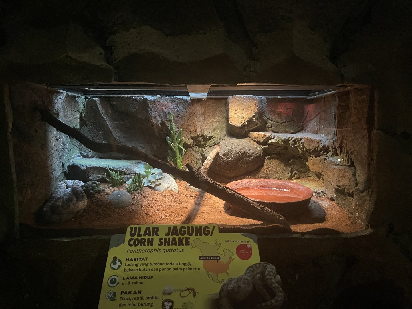 istana reptil - corn snake exhibit