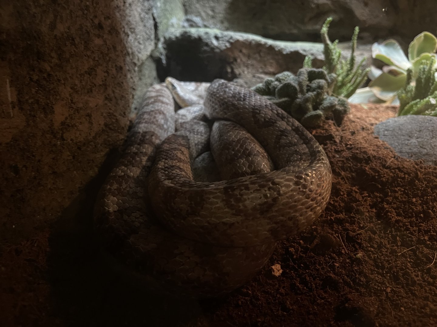 istana reptil - corn snake (pantherophis guttatus)