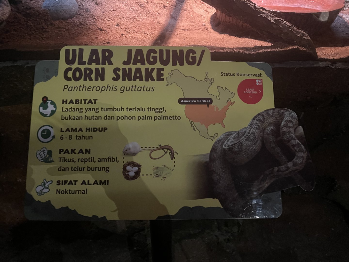 istana reptil - corn snake signage