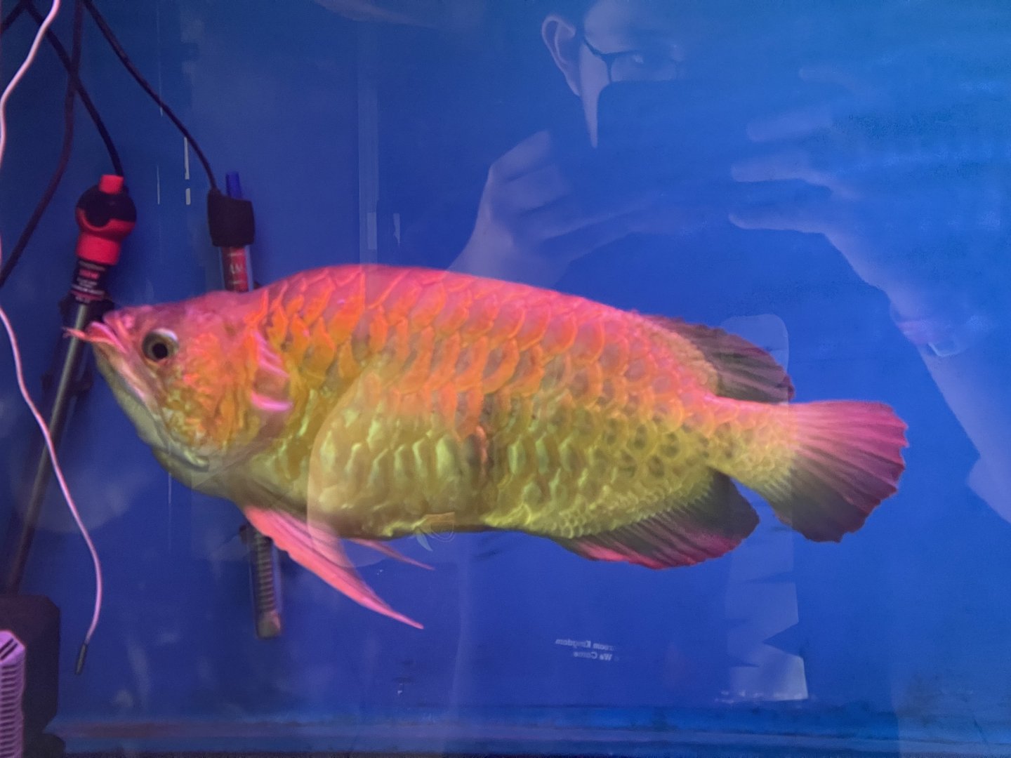 istana reptil - deformed asian arowana (scleropages formosus)