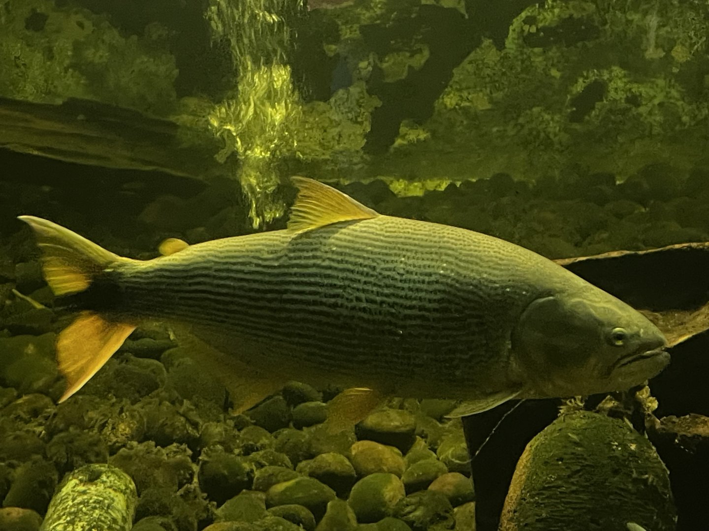 istana reptil - golden dorado (salminus brasiliensis)