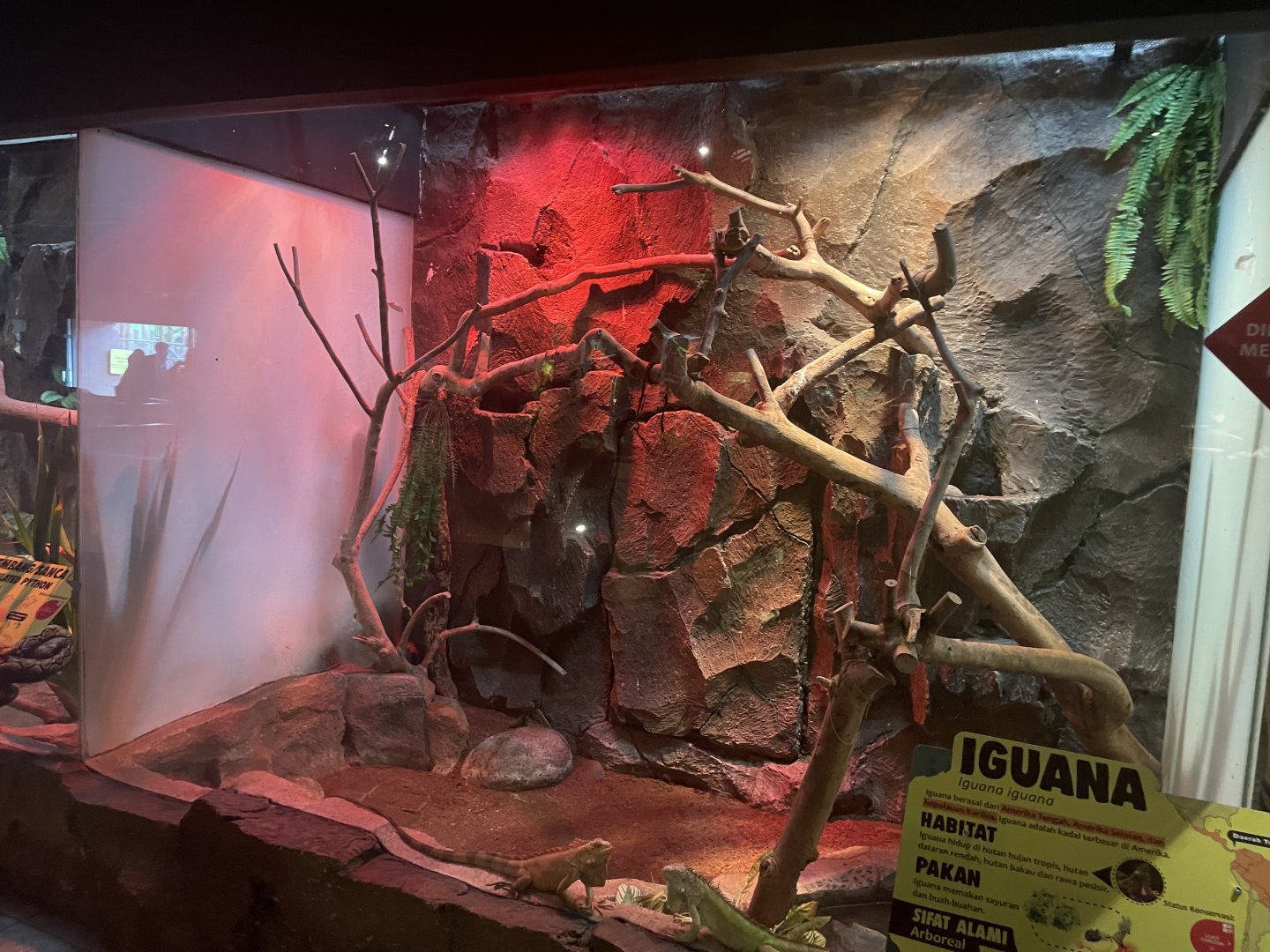 istana reptil - green iguana exhibit