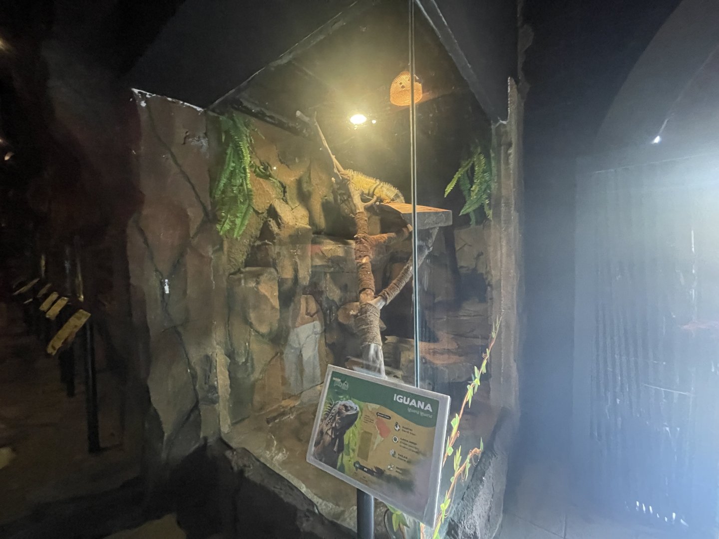 istana reptil - green iguana exhibit