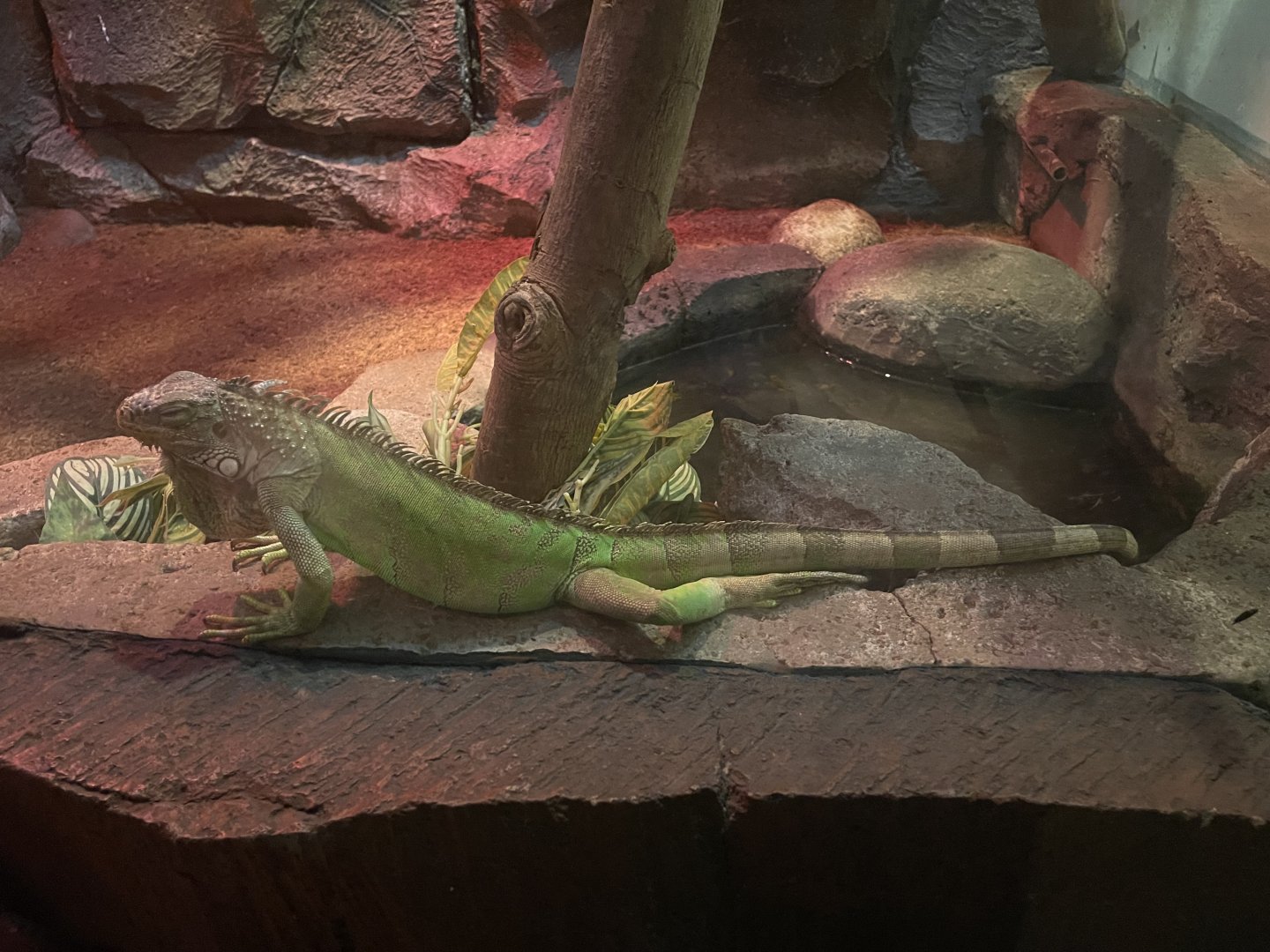 istana reptil - green iguana (iguana iguana)