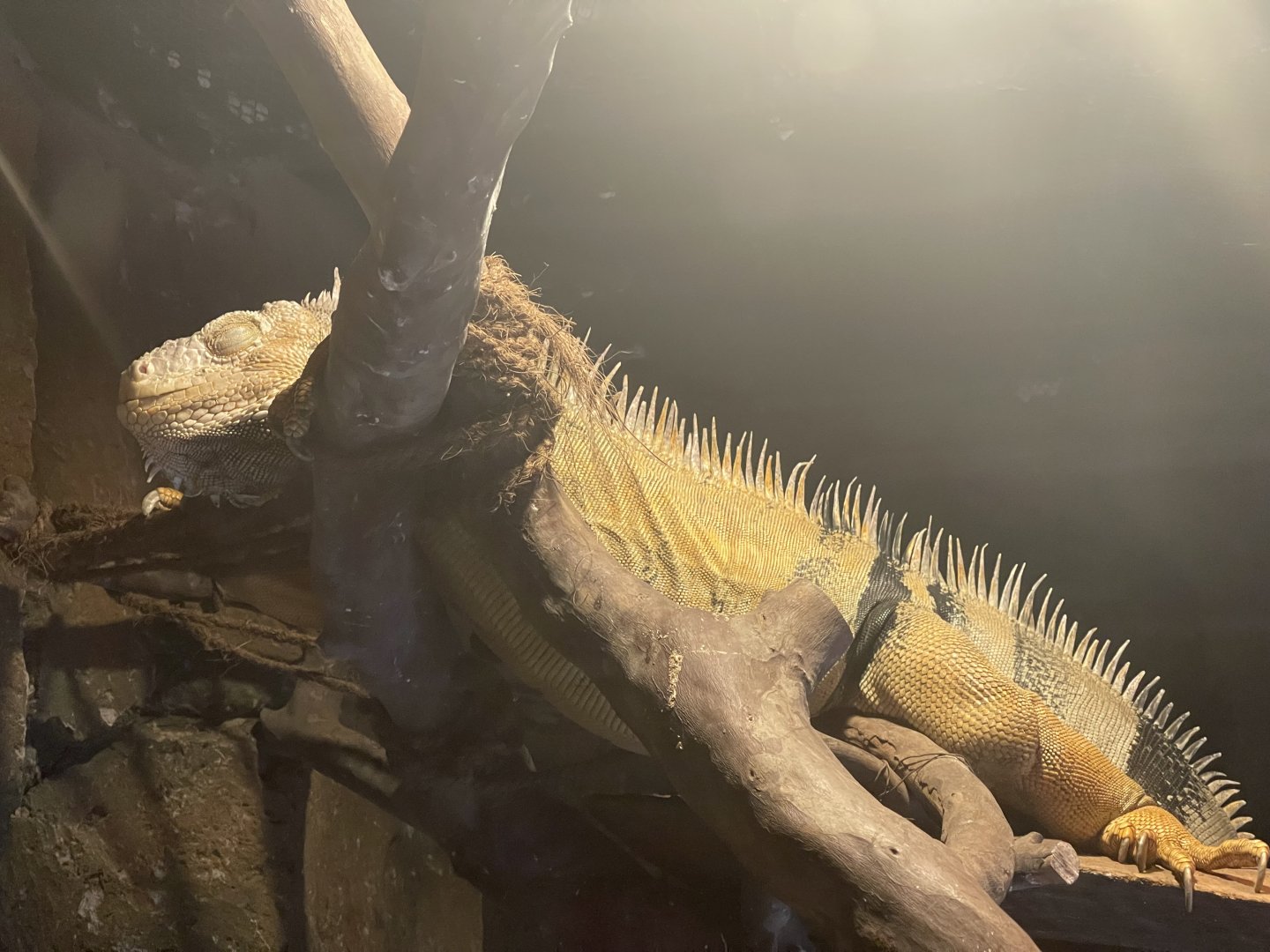 istana reptil - green iguana (iguana iguana)