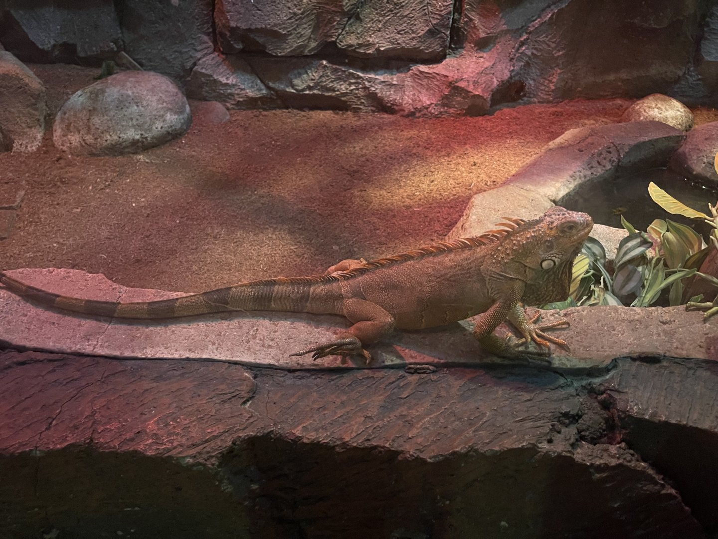 istana reptil - green iguana (red morph) (iguana iguana)