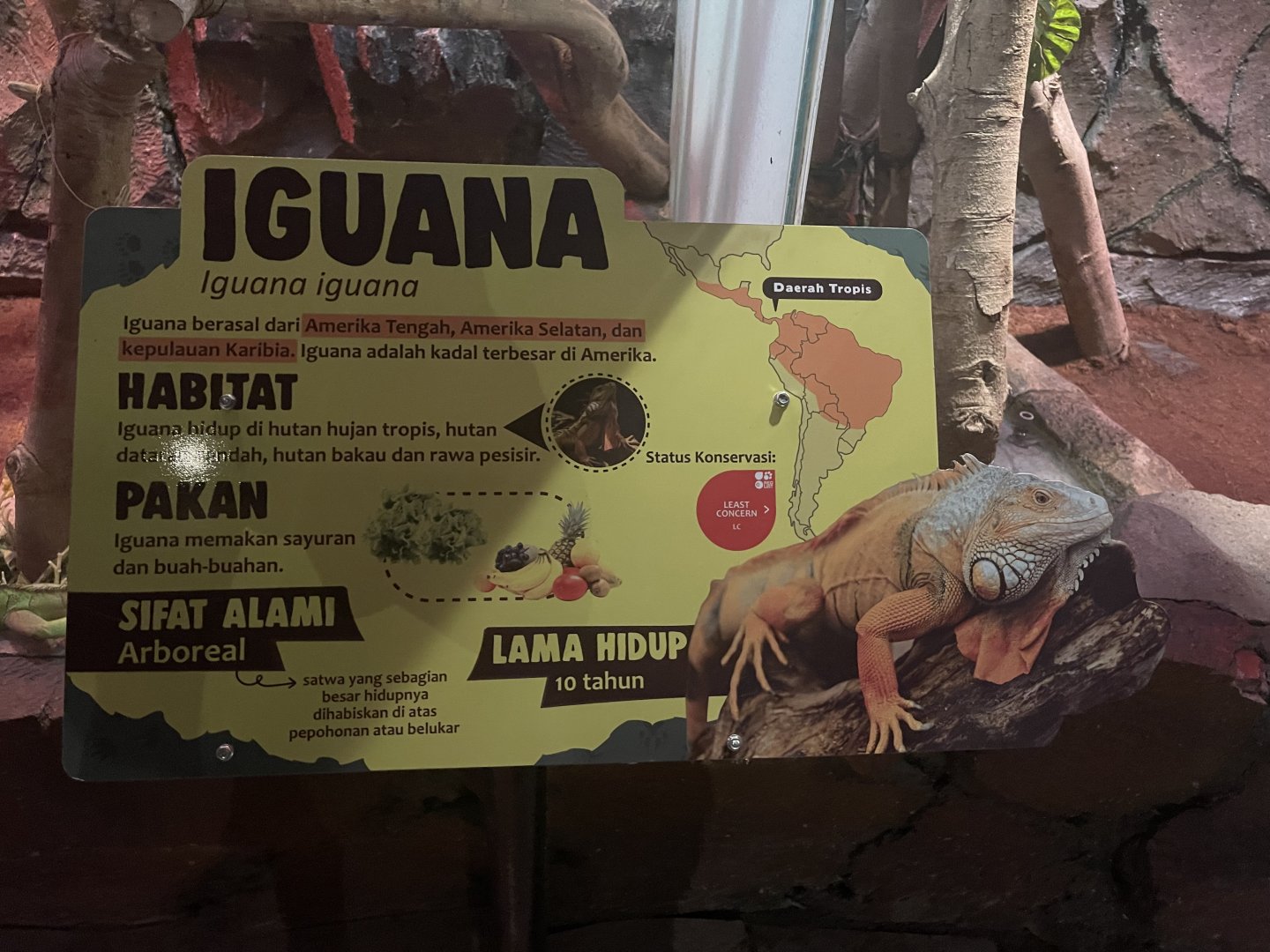 istana reptil - green iguana signage