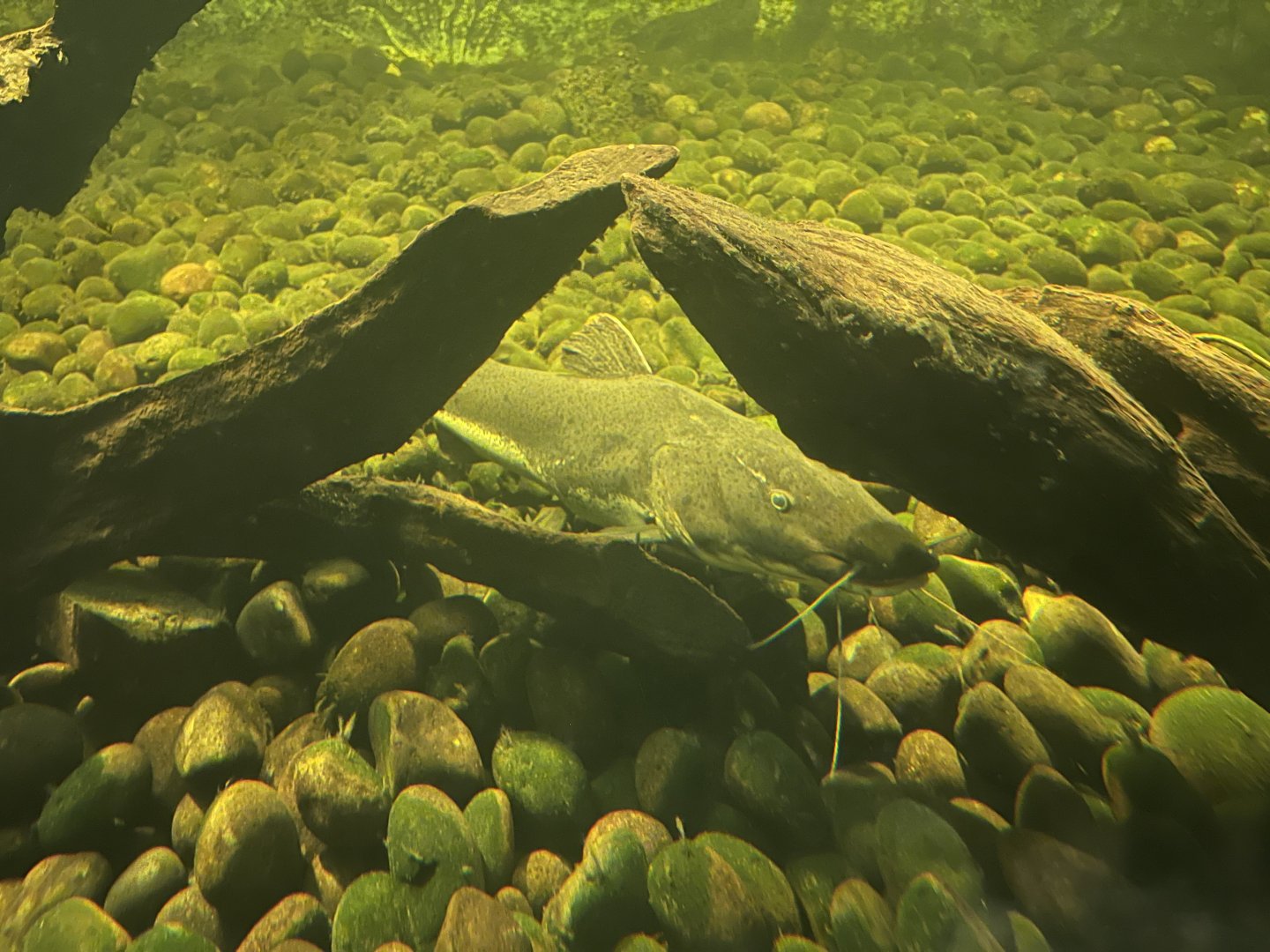 istana reptil - hybrid catfish (phractocephalus hemioliopterus x pseudoplatystoma fasciatum)