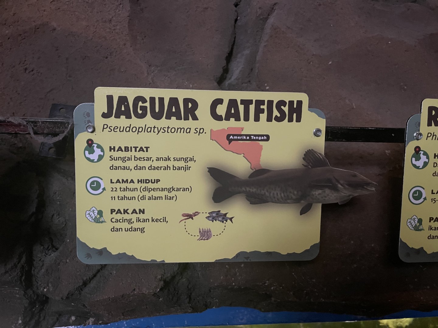 istana reptil - hybrid catfish signage