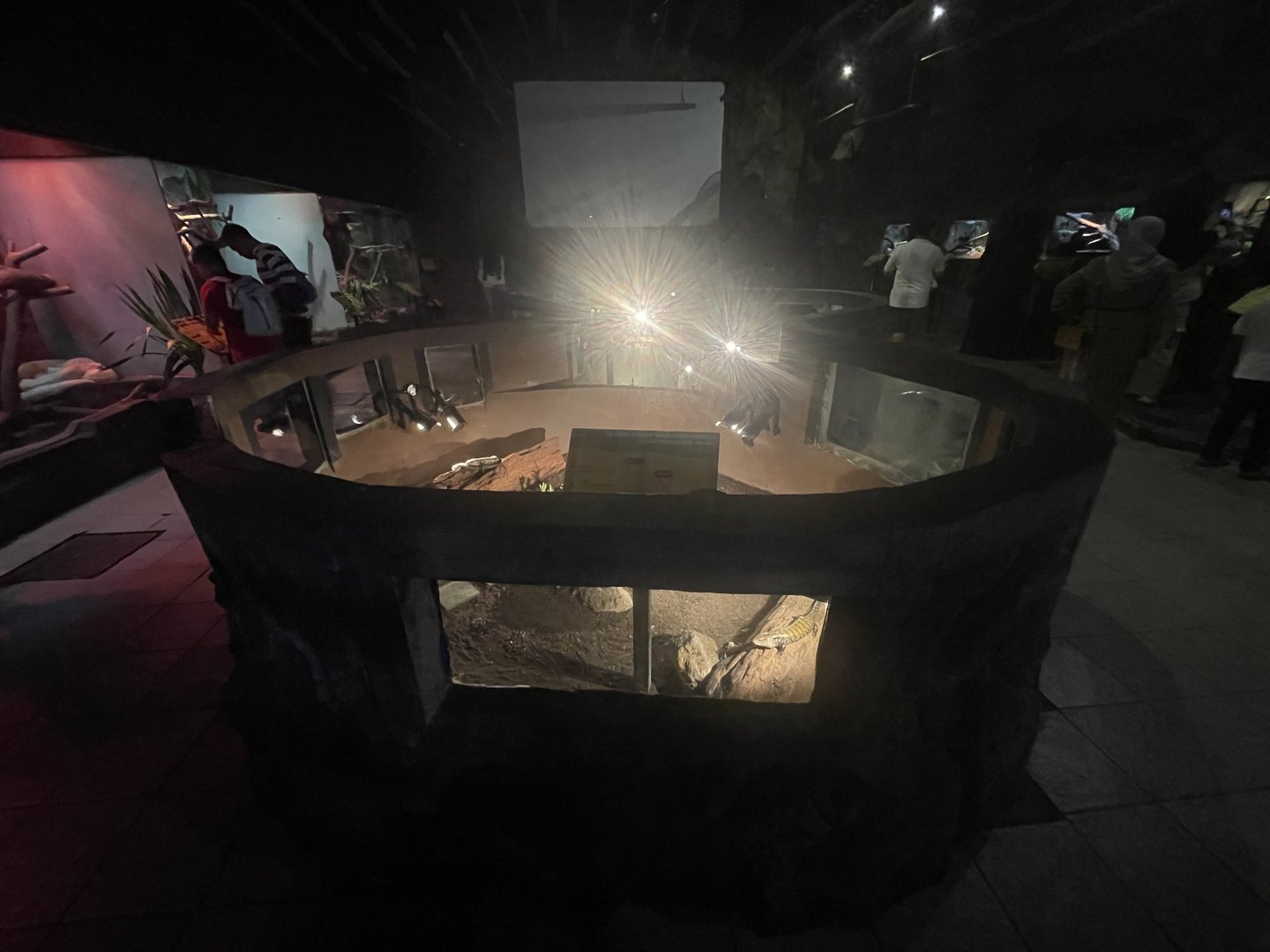 istana reptil - indonesian blue-tongued skink exhibit