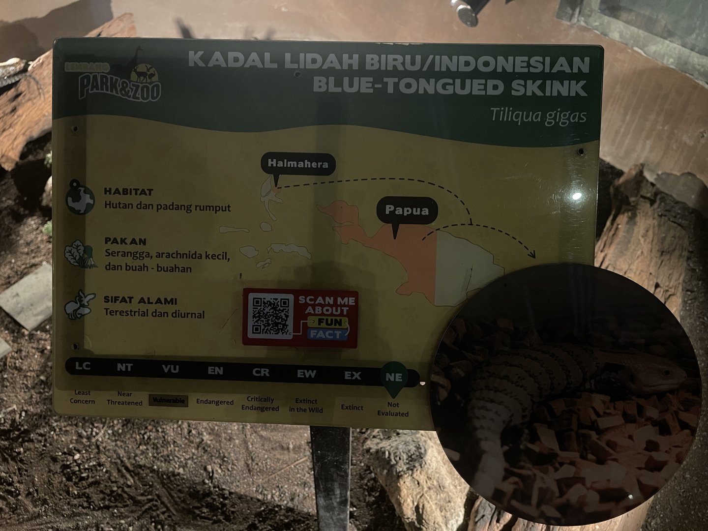 istana reptil - indonesian blue-tongued skink signage