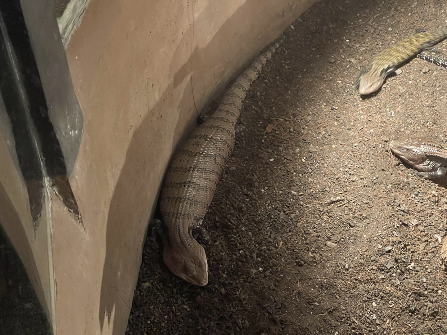 istana reptil - indonesian blue-tongued skink (tiliqua gigas) (1)