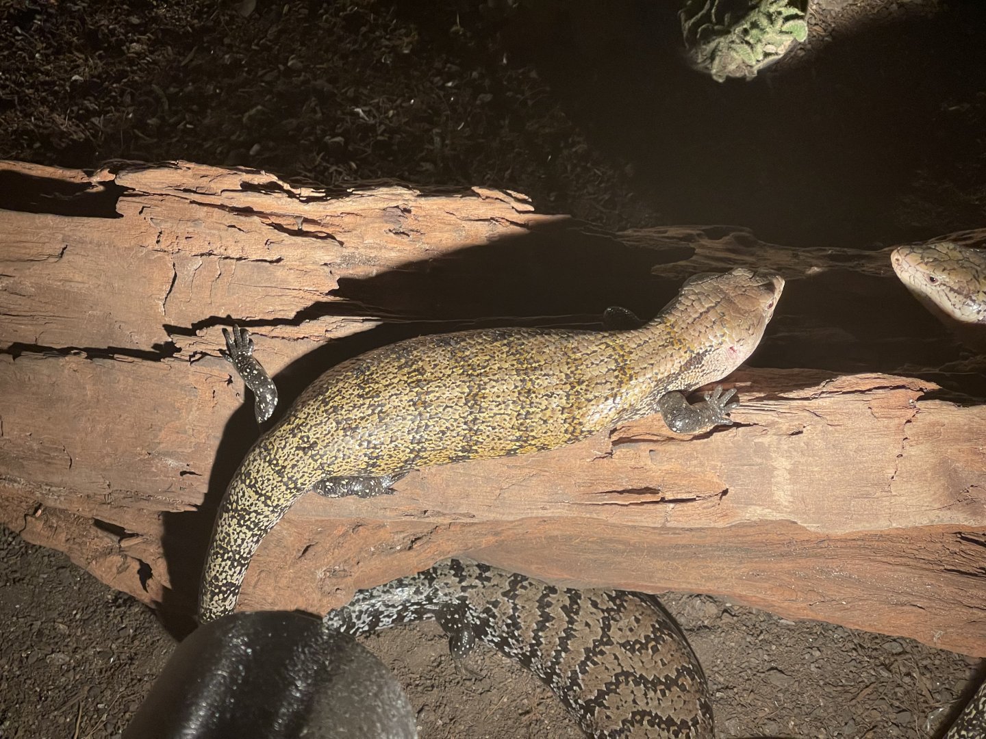 istana reptil - indonesian blue-tongued skink (tiliqua gigas) (2)