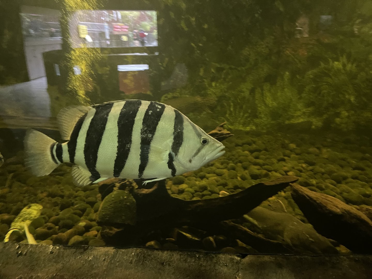 istana reptil - indonesian tigerfish (datnoides microlepis) (1)