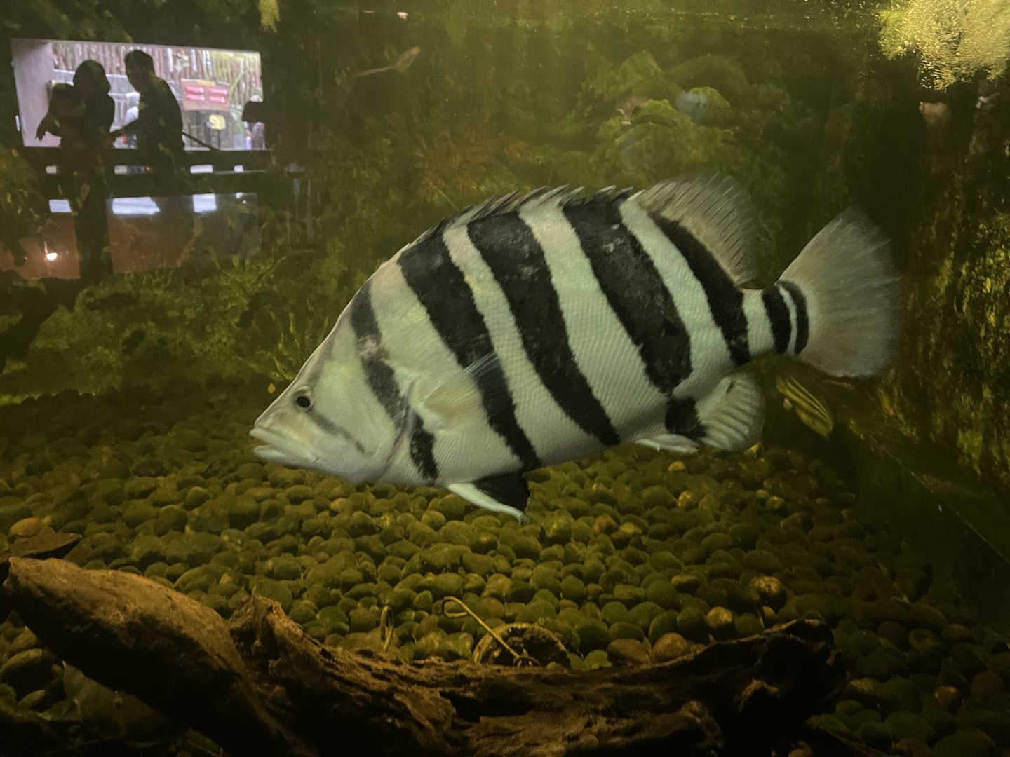 istana reptil - indonesian tigerfish (datnoides microlepis) (2)