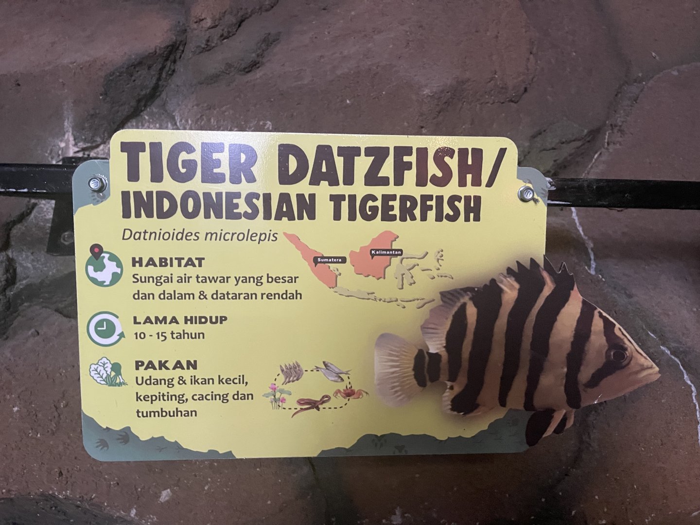 istana reptil - indonesian tigerfish signage