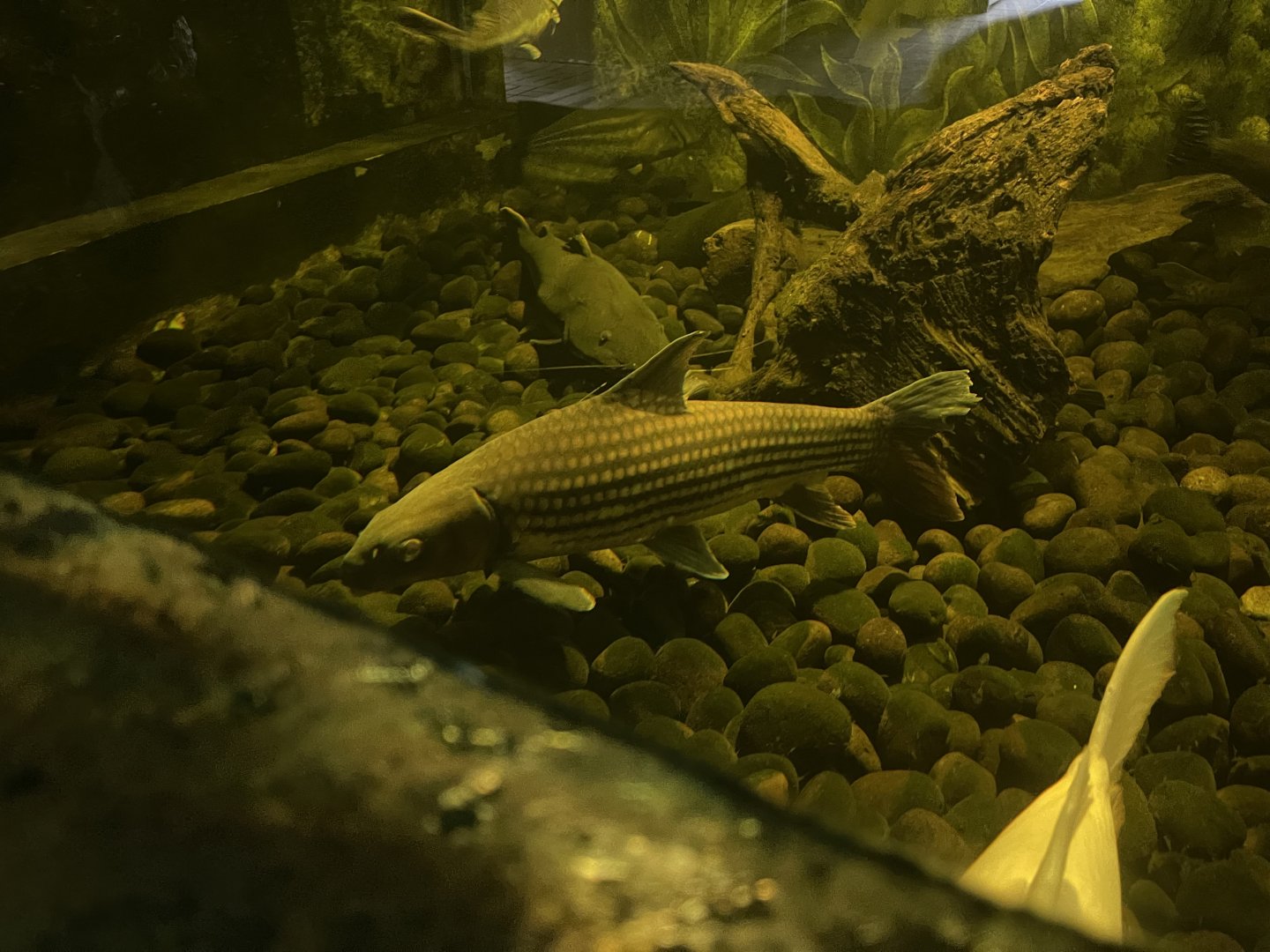 istana reptil - jullien’s golden carp (probarbus jullieni)
