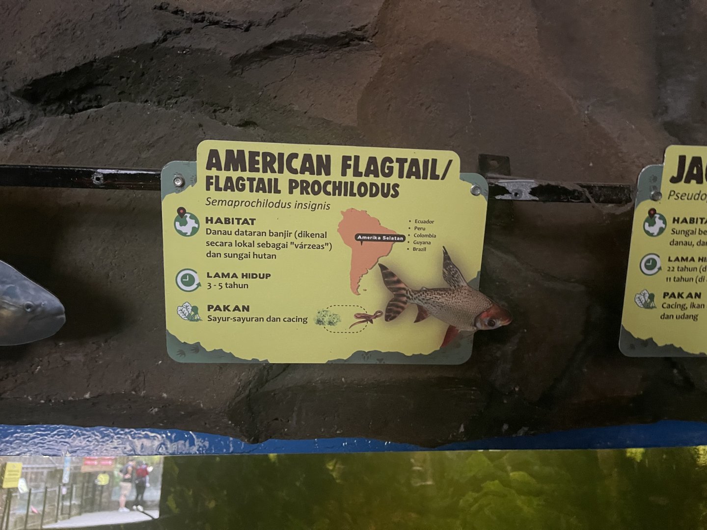 istana reptil - kissing prochilodus signage