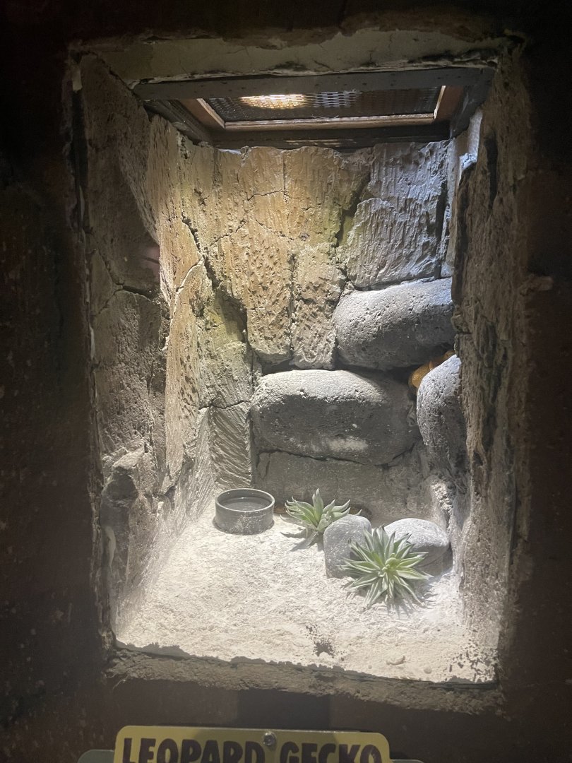 istana reptil - leopard gecko exhibit