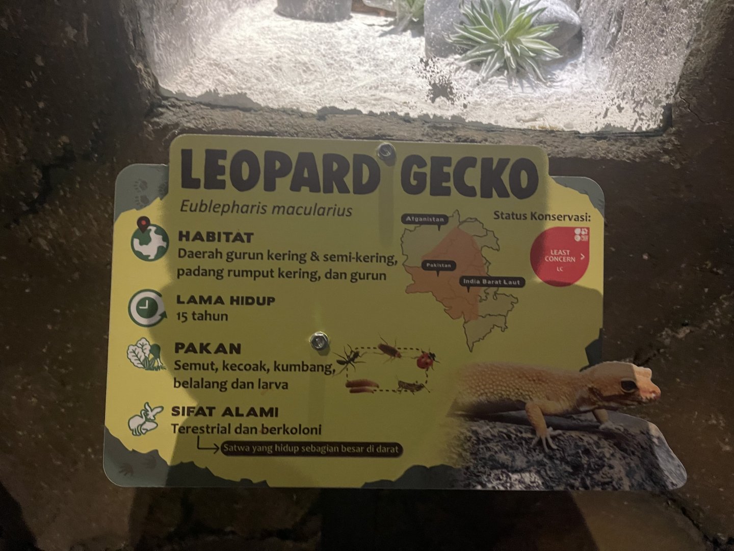 istana reptil - leopard gecko signage