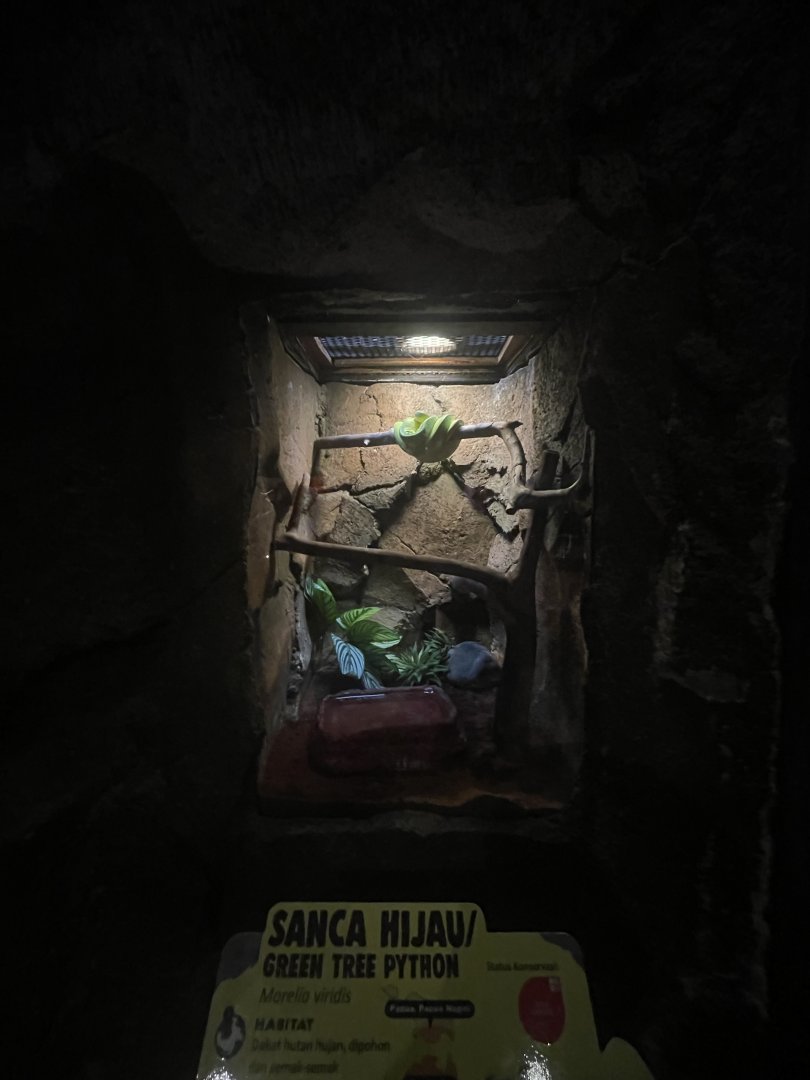 istana reptil - northern green tree phyton exhibit