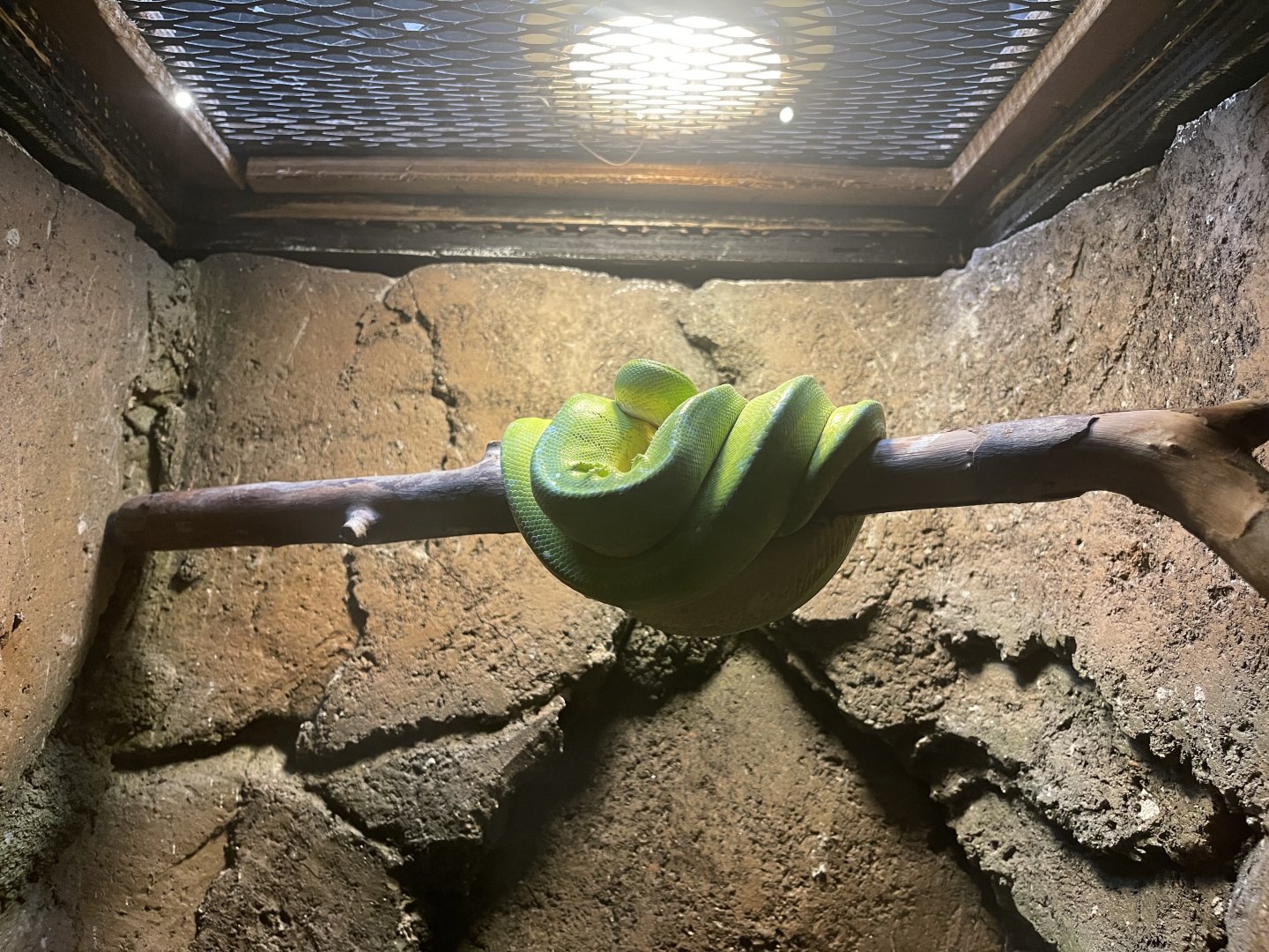 istana reptil - northern green tree phyton (morelia azurea pulcher)