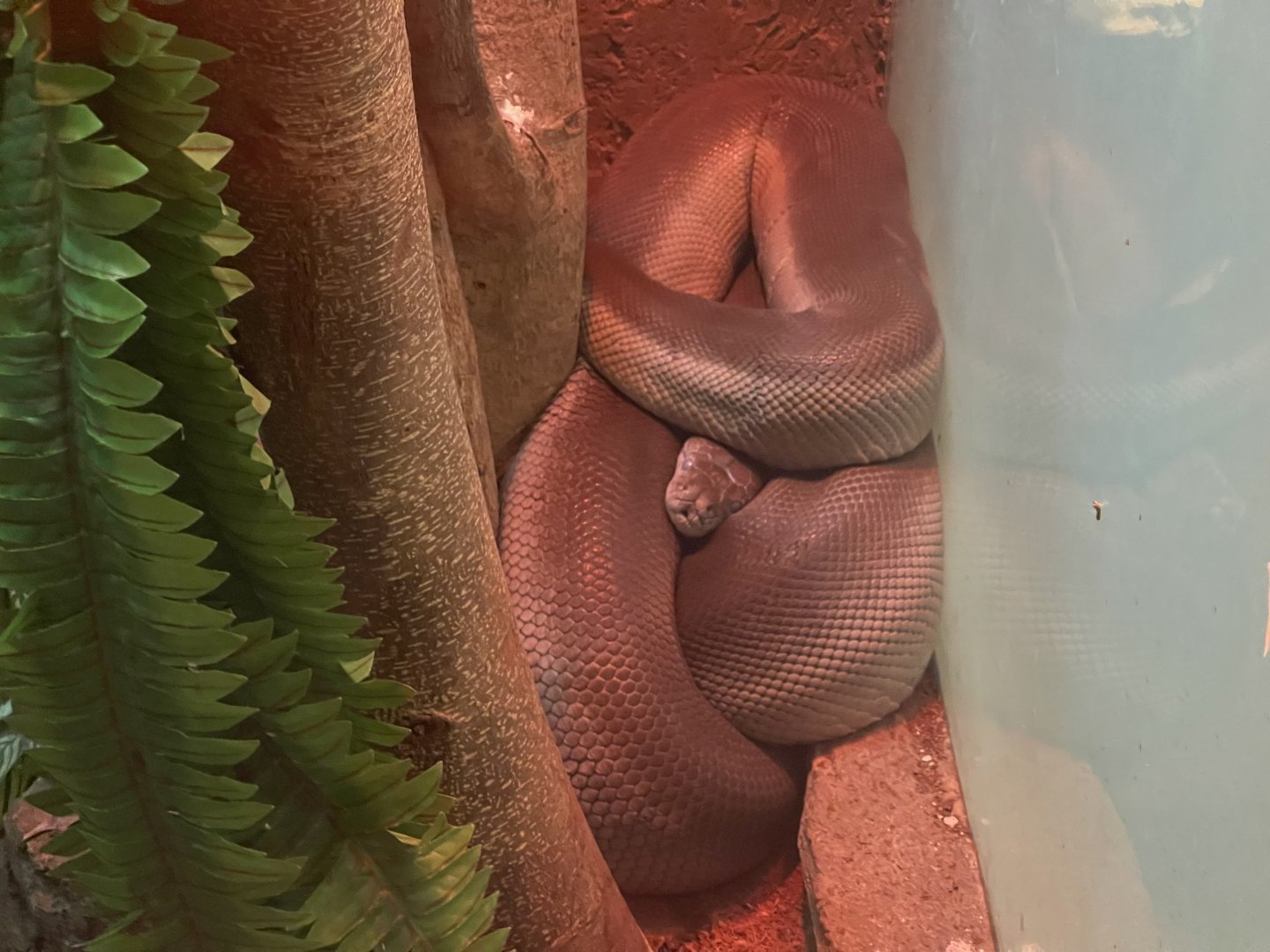 istana reptil - papuan phyton (apodora papuana)