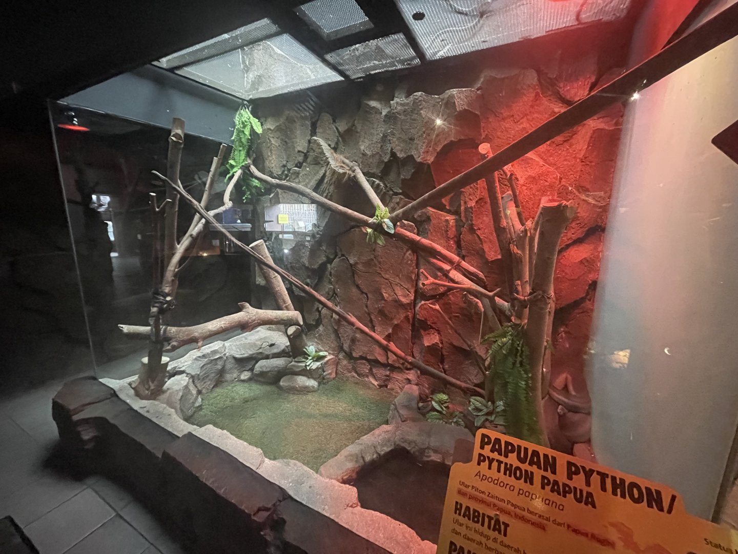 istana reptil - papuan phyton exhibit