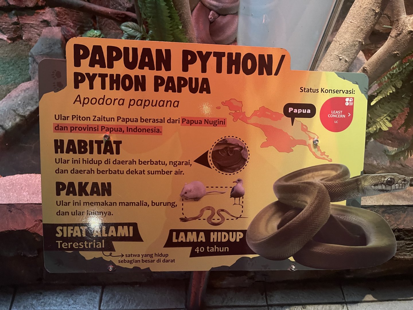 istana reptil - papuan phyton signage