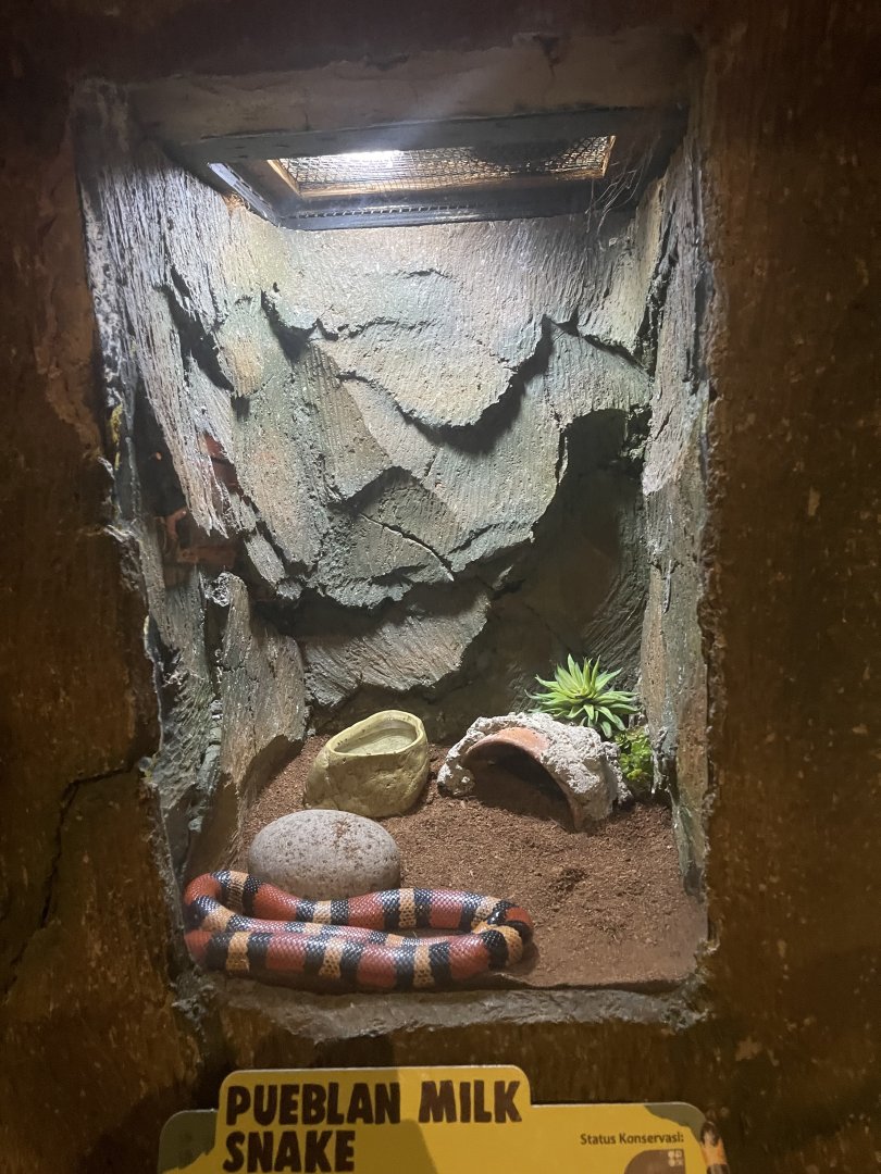istana reptil - pueblan milk snake exhibit
