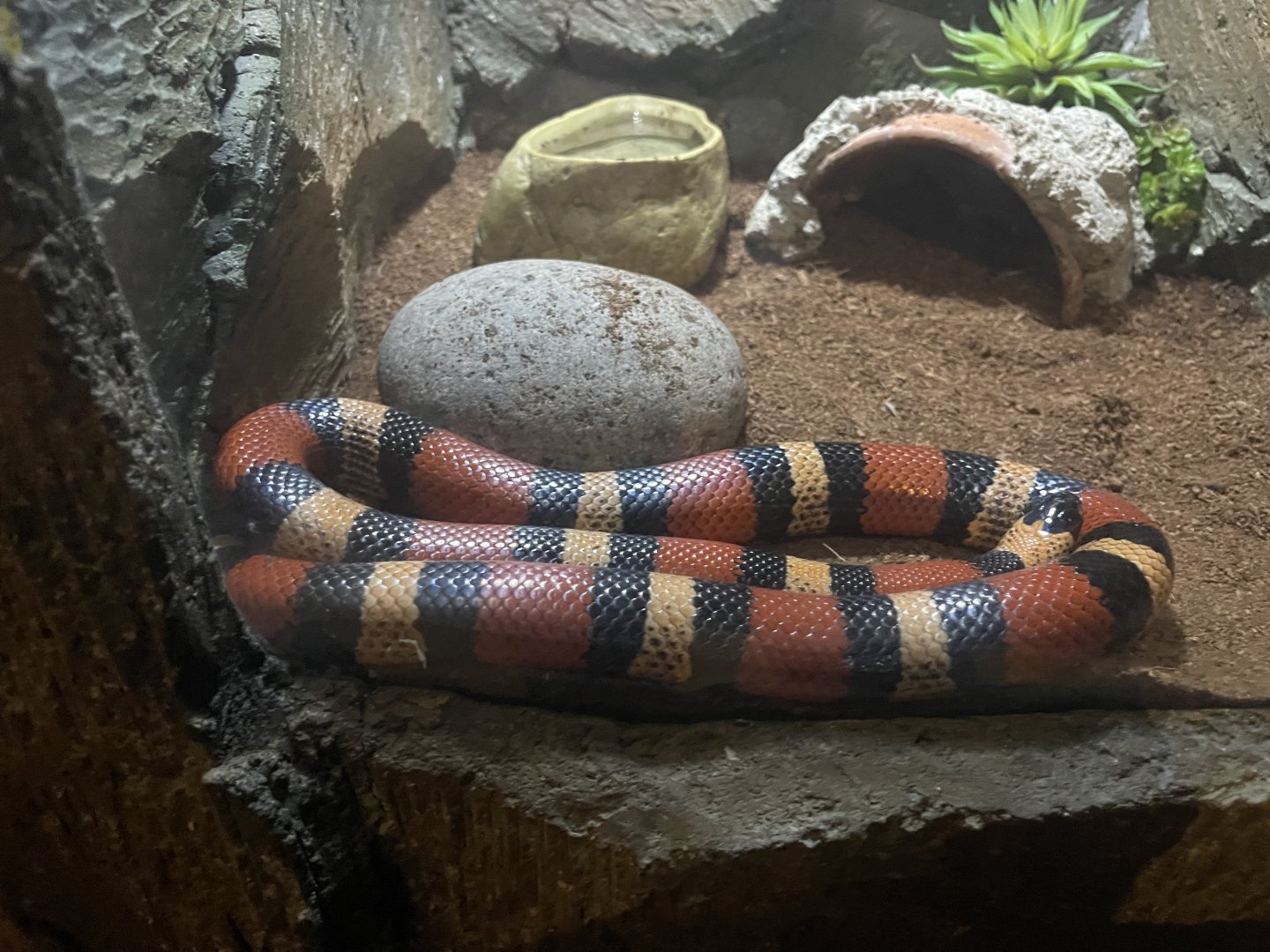 istana reptil - pueblan milk snake (lampropeltis triangulum campbelli)