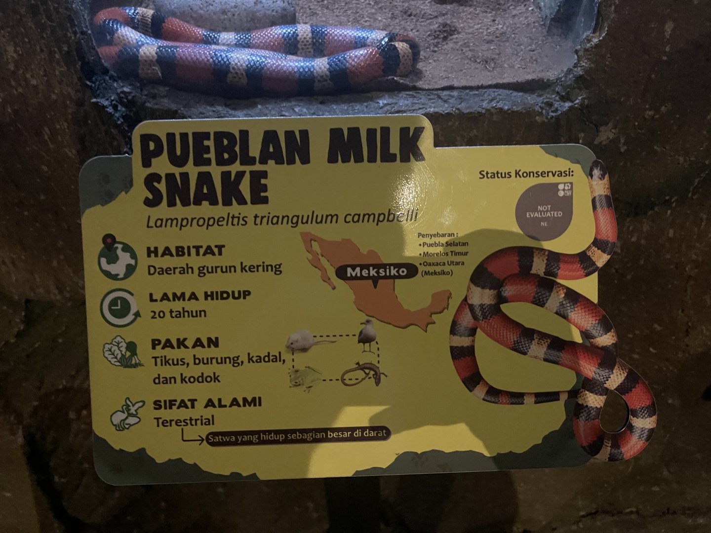 istana reptil - pueblan milk snake signage