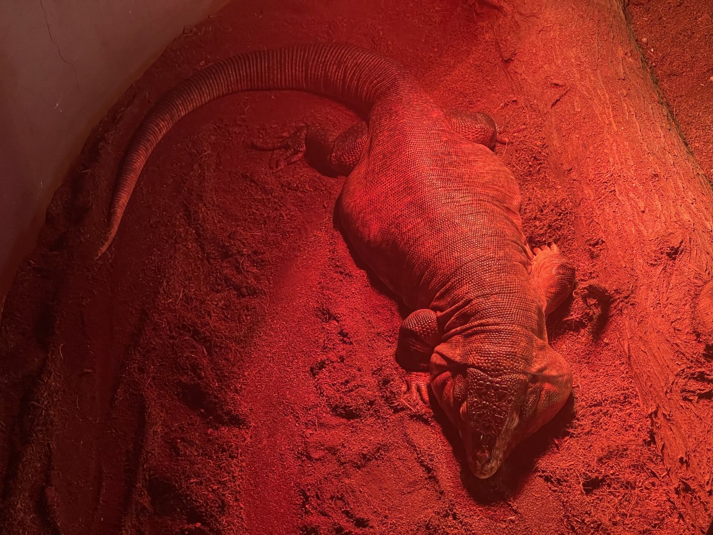 istana reptil - red tegu (salvator rufescens)