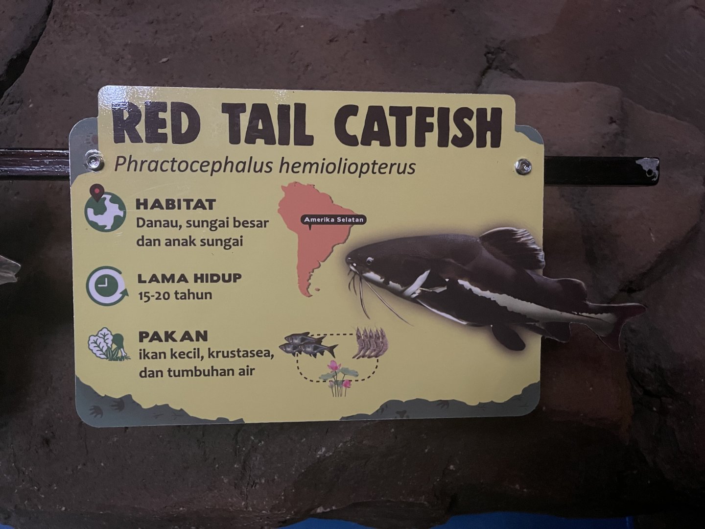 istana reptil - redtail catfish signage