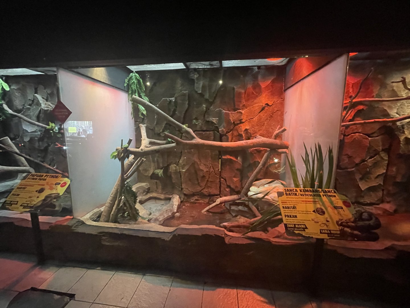 istana reptil - reticulated phyton exhibit