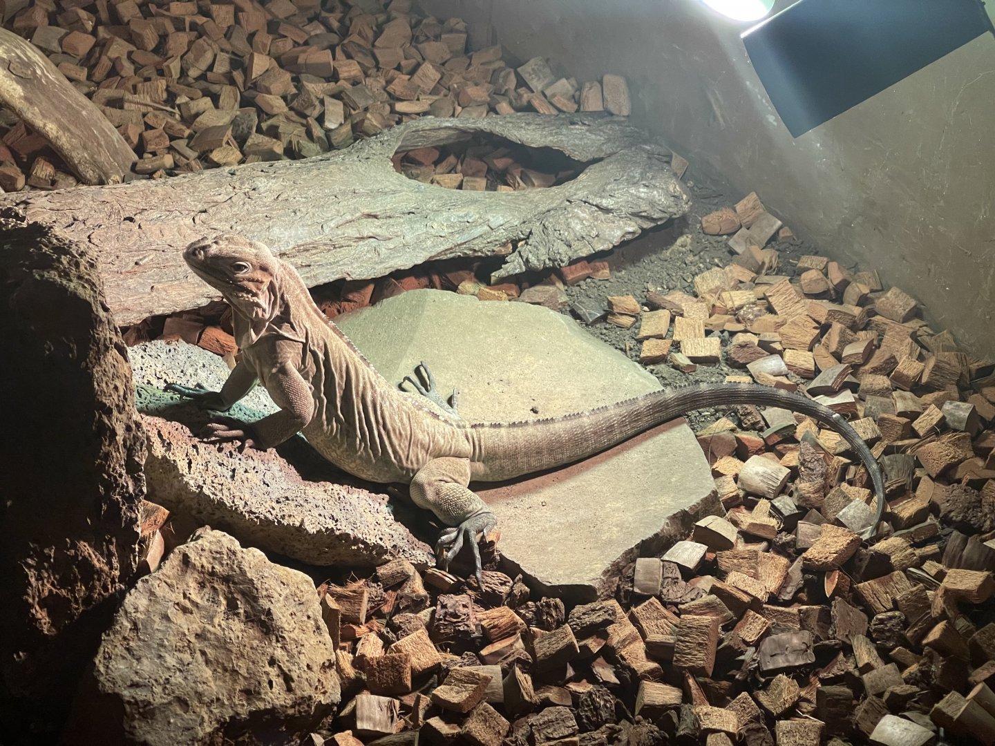 istana reptil - rhinoceros iguana (cyclura cornuta)