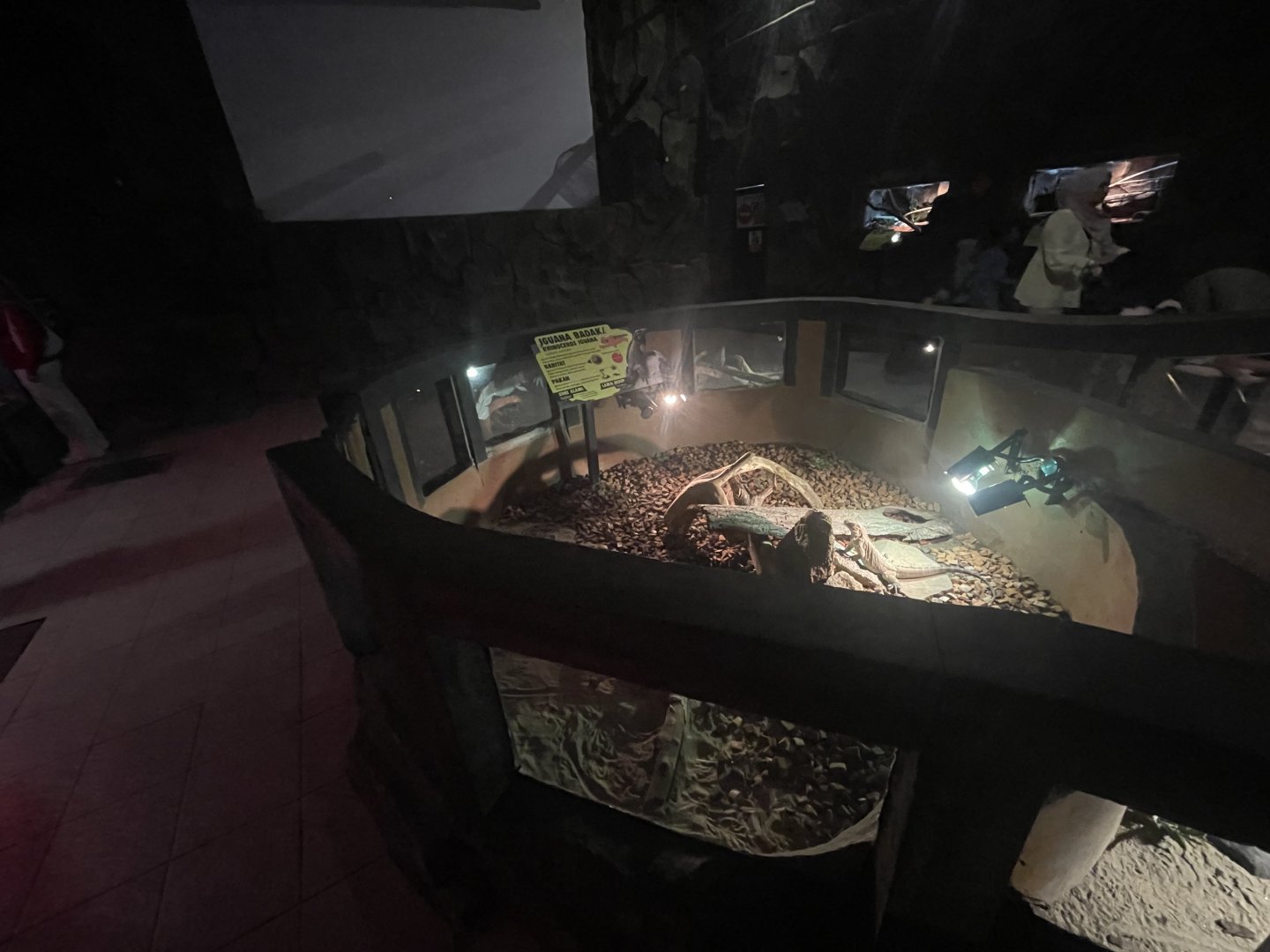 istana reptil - rhinoceros iguana exhibit