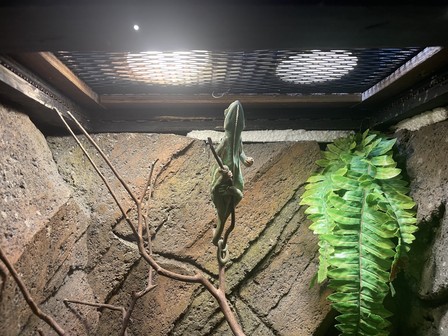 istana reptil - veiled chameleon (chamaeleo calyptratus) (1)