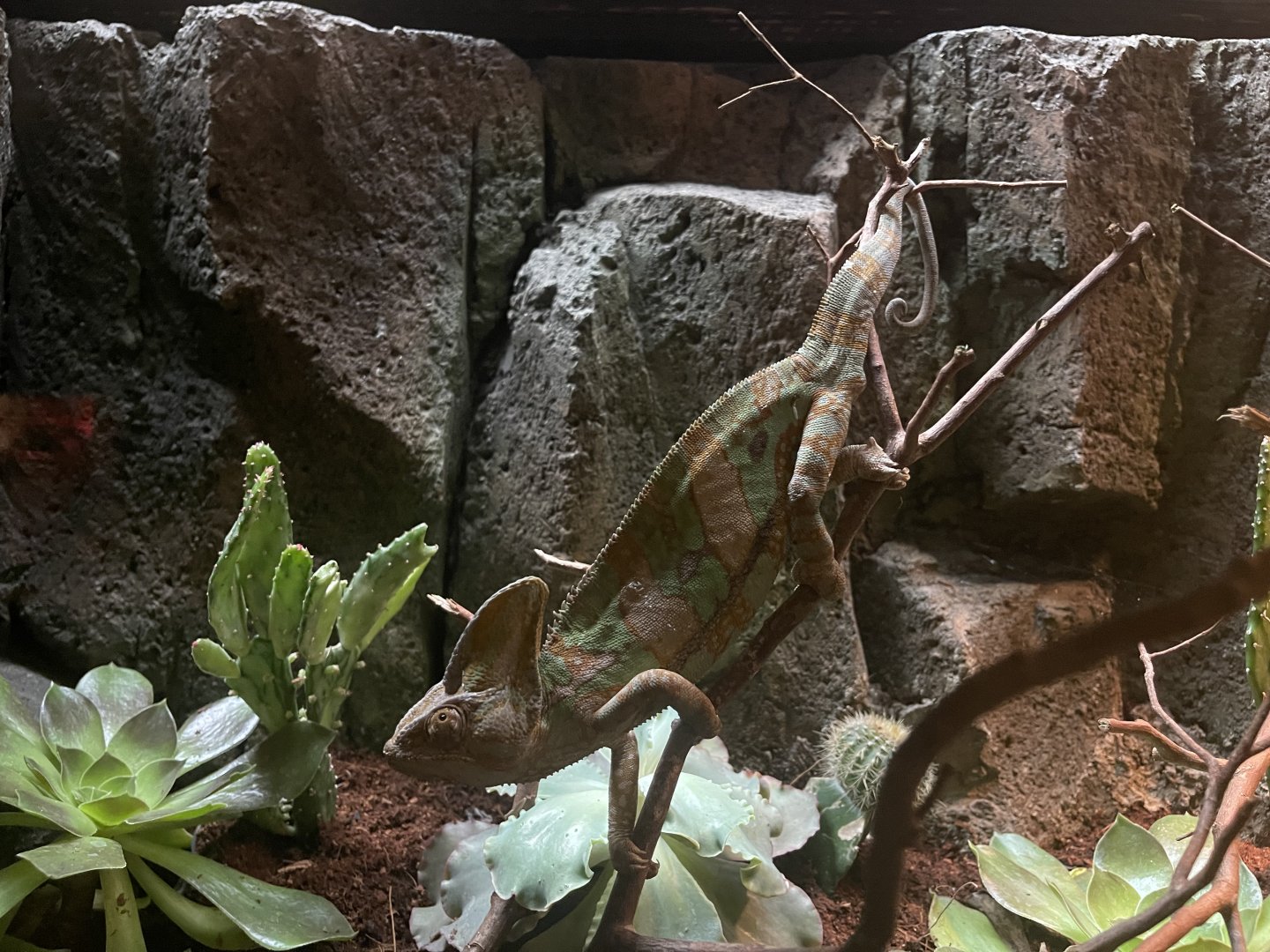 istana reptil - veiled chameleon (chamaeleo calyptratus) (2)