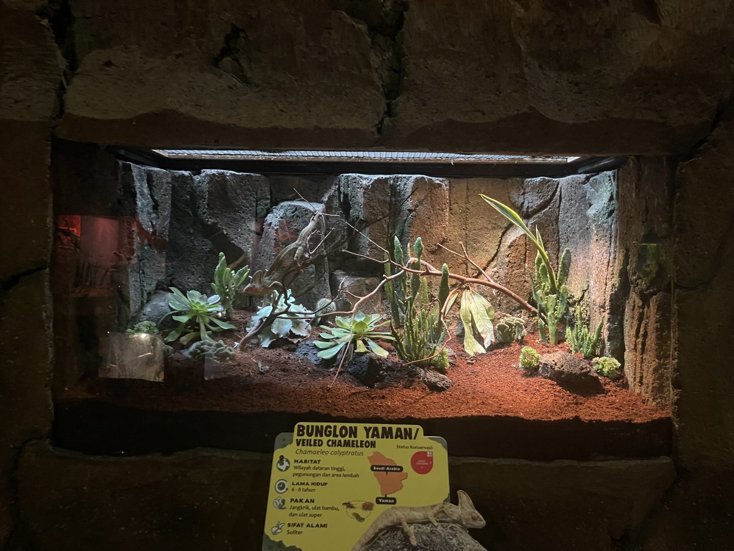 istana reptil - veiled chameleon exhibit (2)