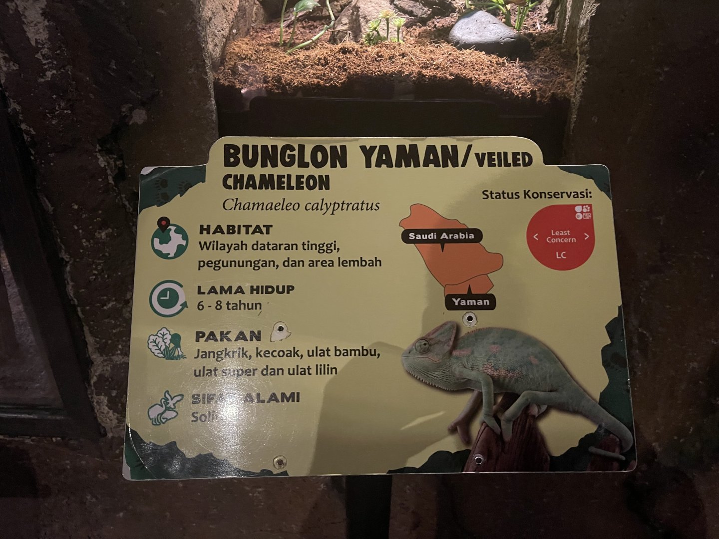 istana reptil - veiled chameleon signage (1)