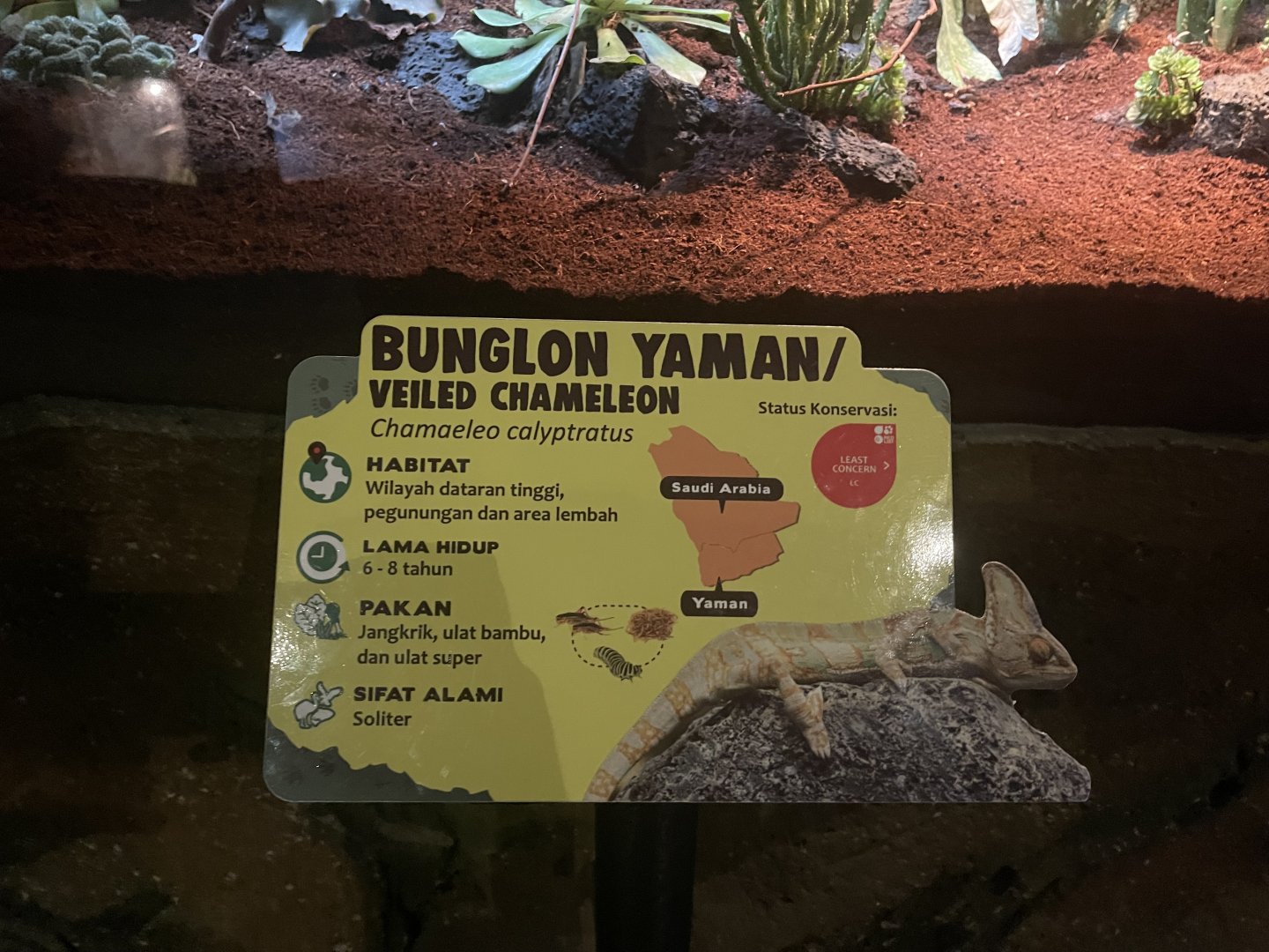 istana reptil - veiled chameleon signage (2)