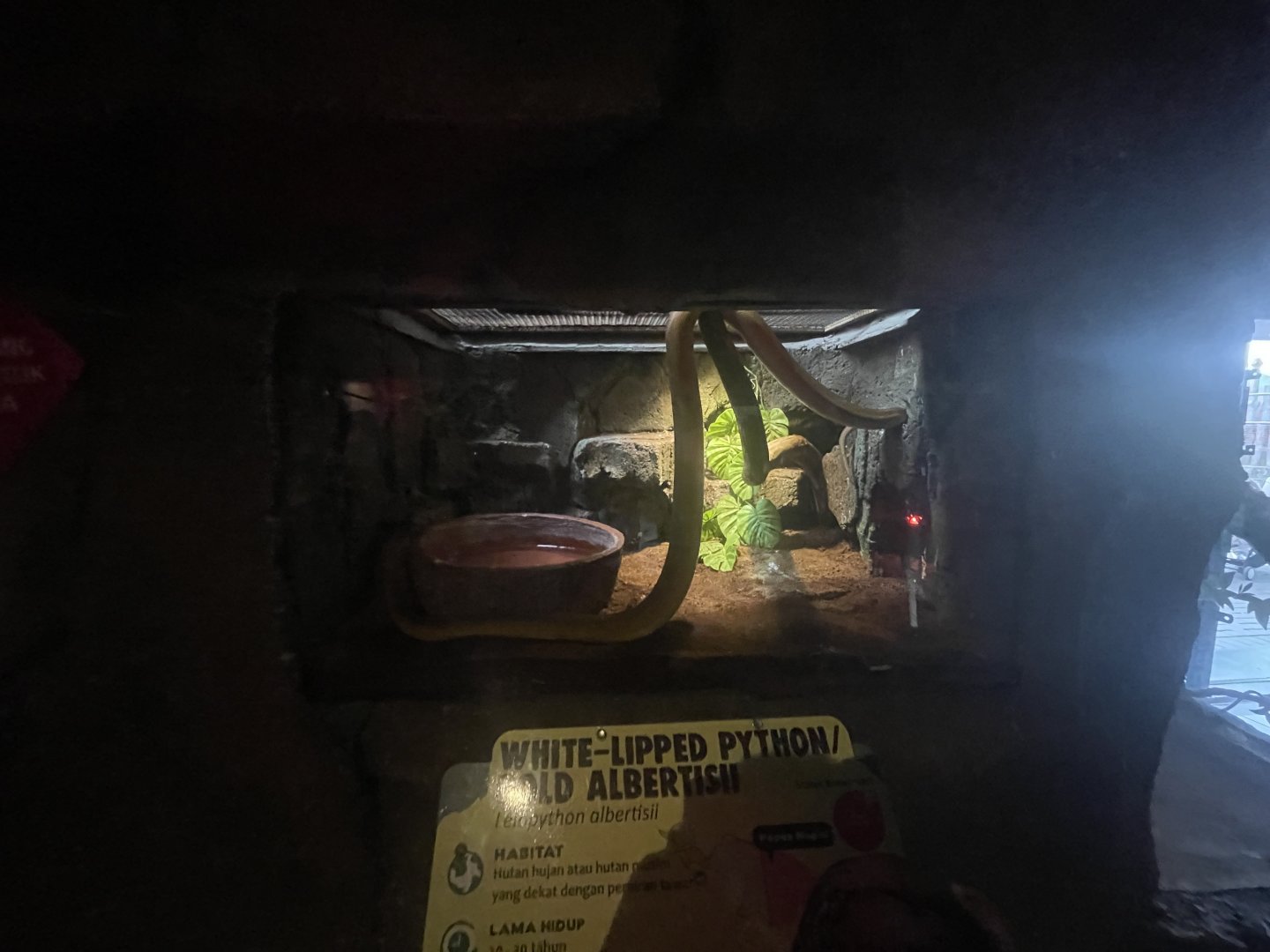 istana reptil - white-lipped phyton exhibit