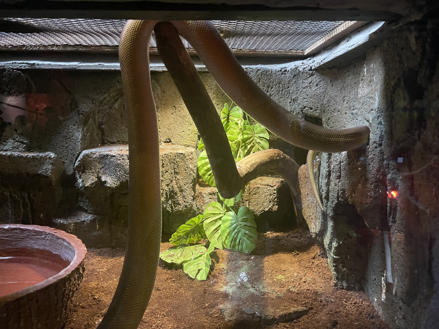 istana reptil - white lipped phyton (leiopython albertisii)