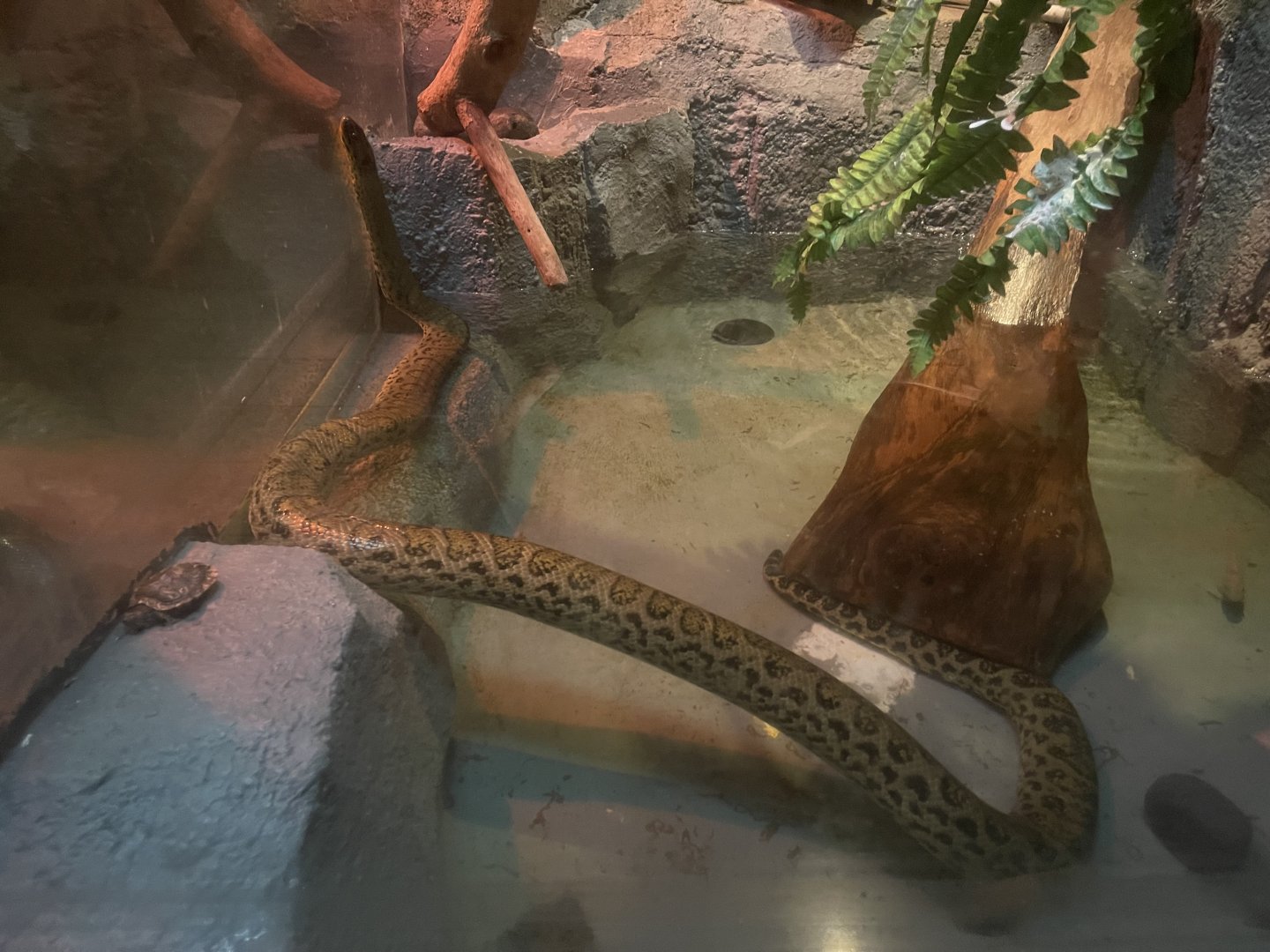 istana reptil - yellow anaconda (eunectes notaeus)